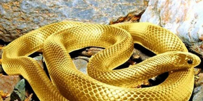 Rắn vàng thường tượng trưng cho sự giàu có, thịnh vượng và quyền lực